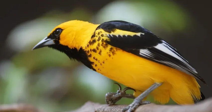 BirdWatchingTour- Nica Travel and Tours