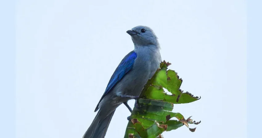 BirdWatchingTour05- Nica Travel and Tours